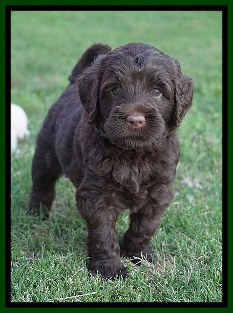 London Tucker pups 5 wk old 381