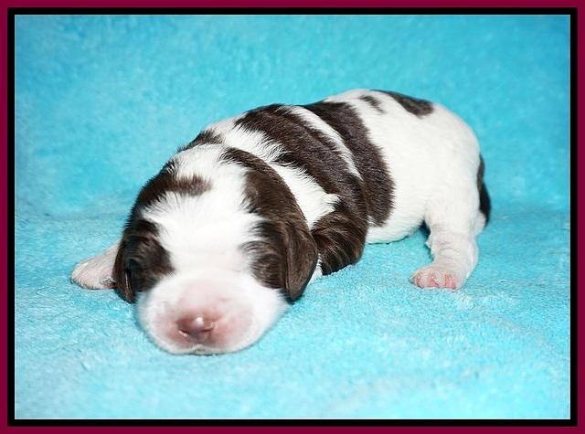 London Tucker pups 1 wk old 141
