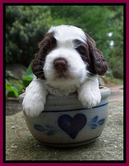 London Tucker pups 3 wk old 291