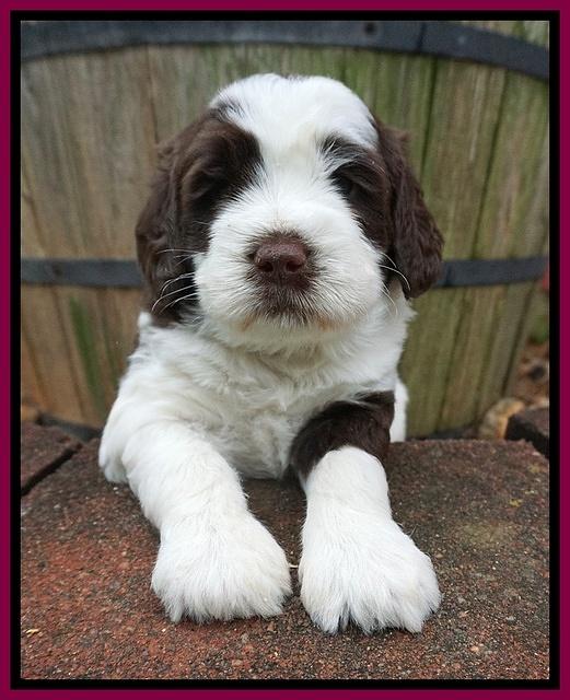London Tucker pups 4 wk old 261
