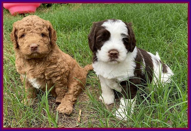 London Tucker pups 4 wk old 421