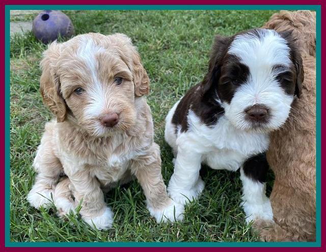 London Tucker pups 5 wk old 441