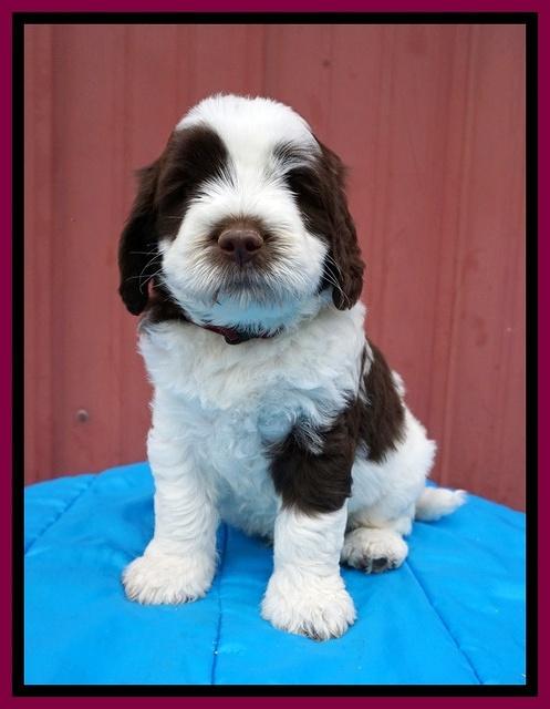 London Tucker pups 6 wk old 311