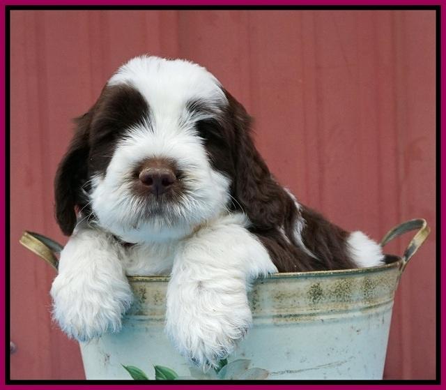 London Tucker pups 6 wk old 341