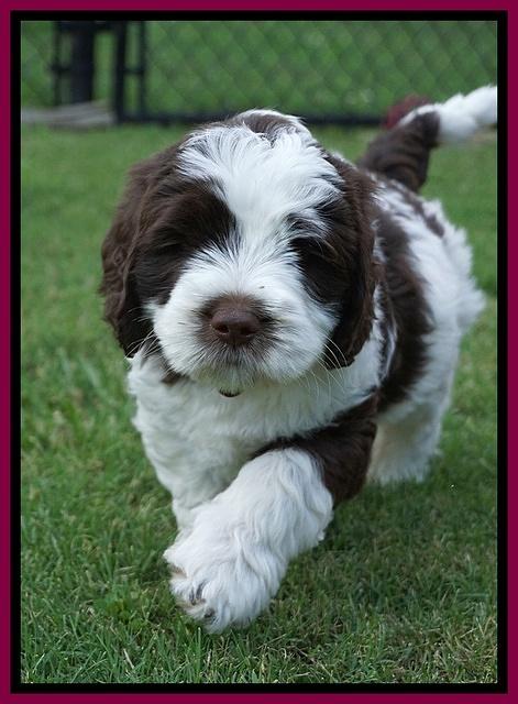 London Tucker pups 7 wks old 411