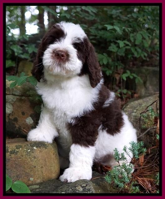 London Tucker pups 8 wks old 11