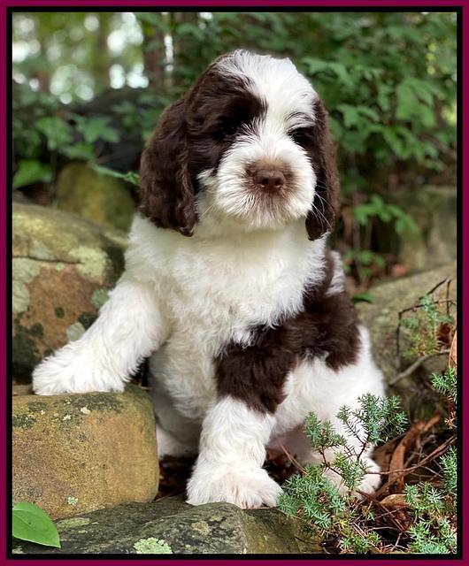 London Tucker pups 8 wks old 31