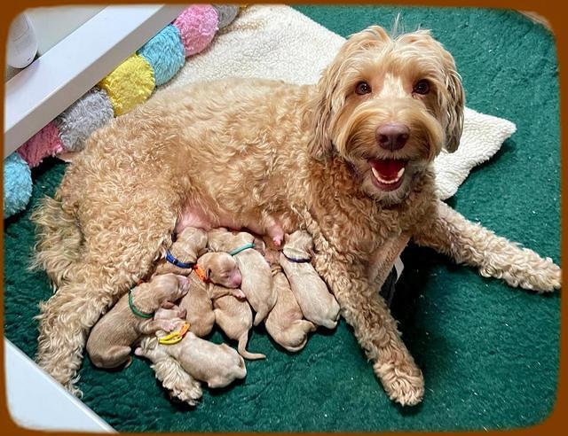 Millie Newborn puppies 130