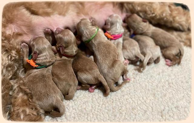 Millie Newborn puppies 141