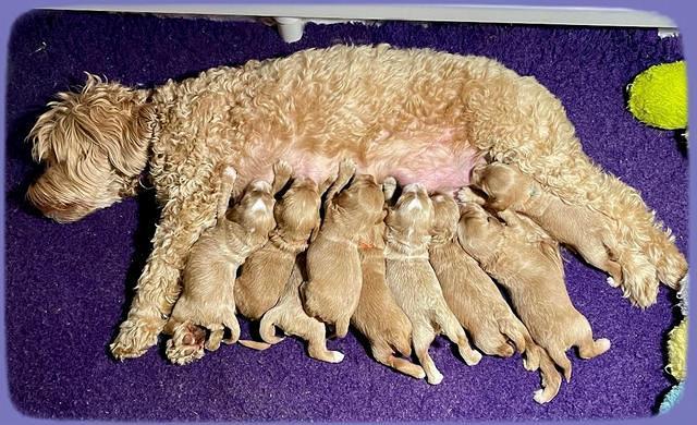 Millie Rebel pups 2 weeks old 331