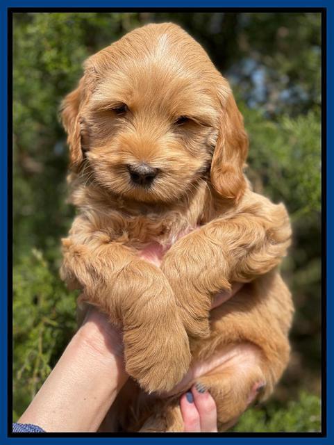 Millie REbel 7 week pics 21