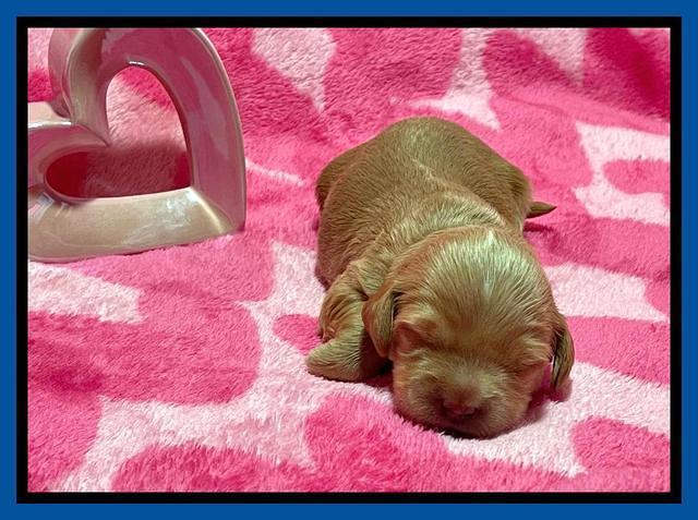 Millie Rebel pups 2 weeks old 11