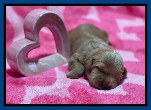 Millie Rebel pups 2 weeks old 51