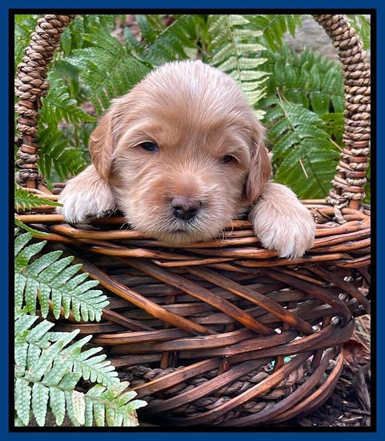 Millie Rebel pups 3 weeks old 41