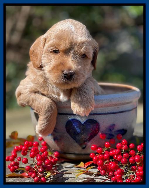 Millie Rebel pups 4 weeks old 11