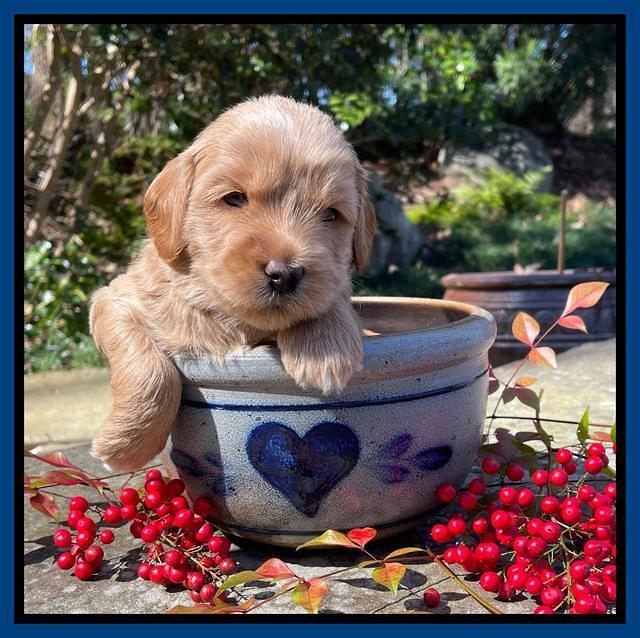 Millie Rebel pups 4 weeks old 31