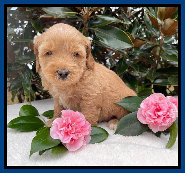 Millie Rebel pups 5 weeks old 21