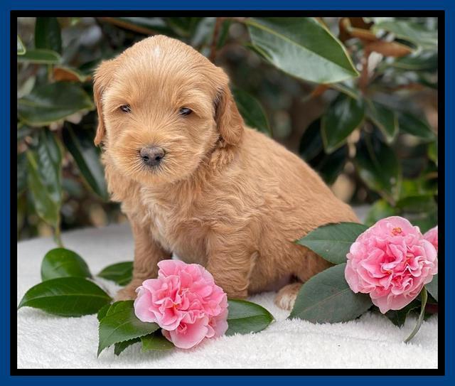 Millie Rebel pups 5 weeks old 31