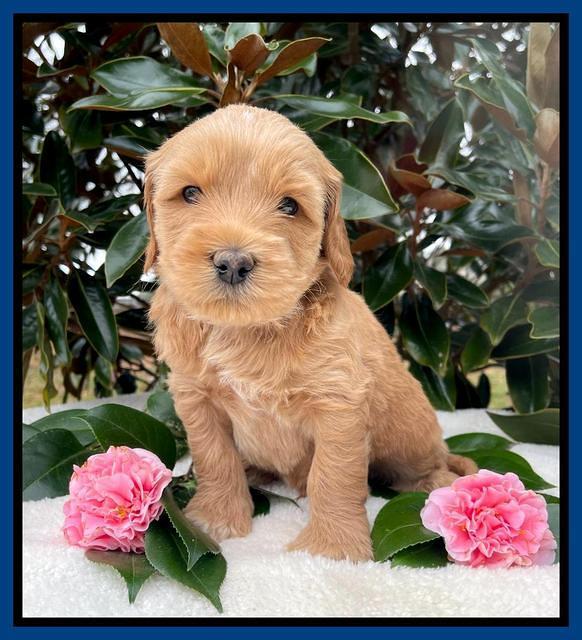 Millie Rebel pups 5 weeks old 51