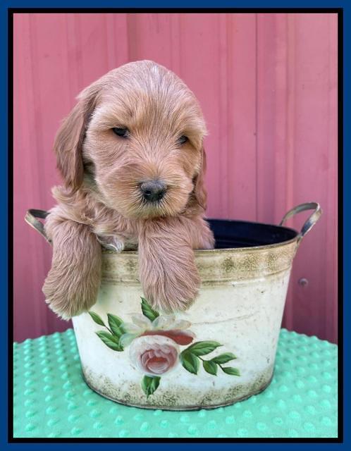 Millie Rebel pups 6 weeks old 21