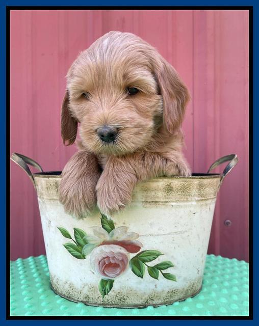 Millie Rebel pups 6 weeks old 41