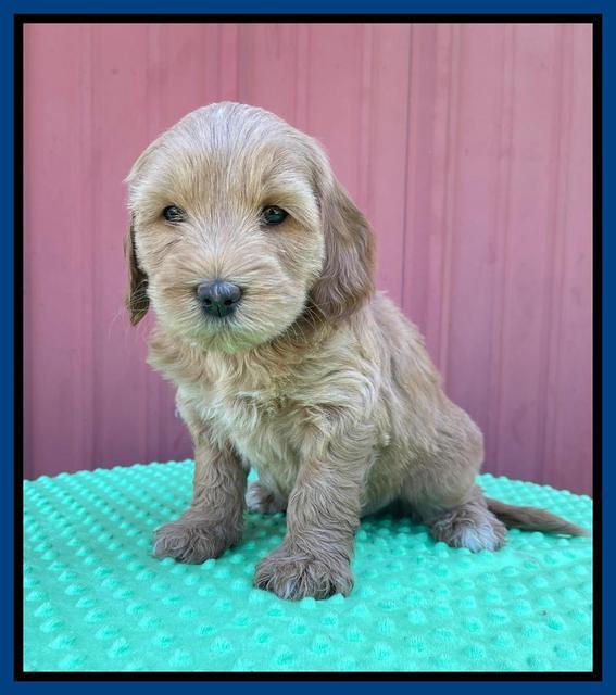 Millie Rebel pups 6 weeks old 51