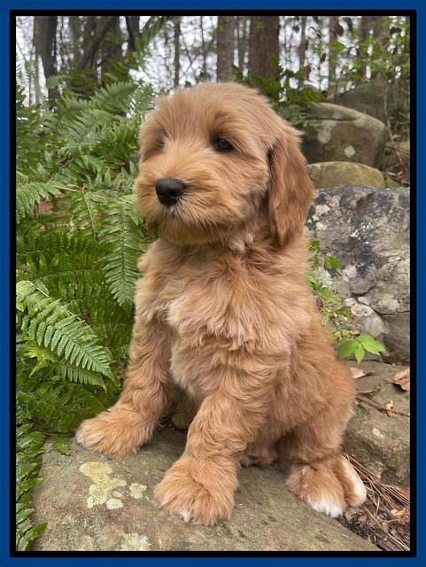 Millie Rebel pups 8 wks old 3 300