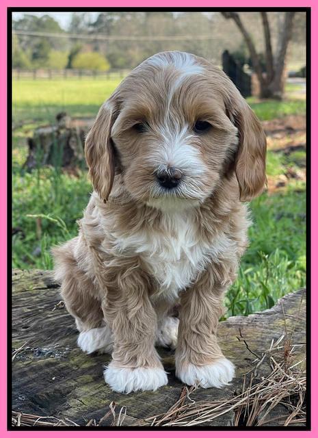 Millie REbel 7 week pics 51