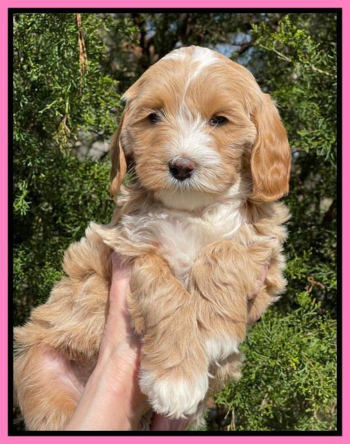 Millie REbel 7 week pics 61