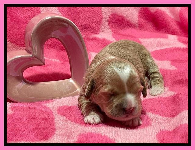 Millie Rebel pups 2 weeks old 71