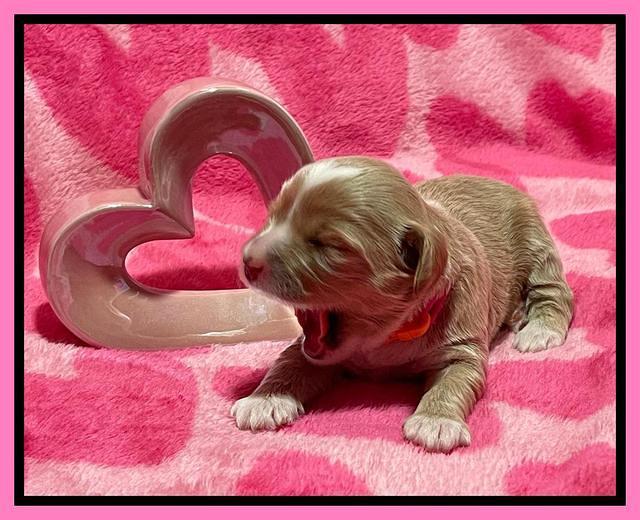 Millie Rebel pups 2 weeks old 81