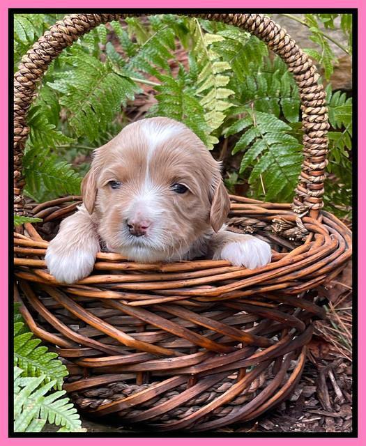 Millie Rebel pups 3 weeks old 101
