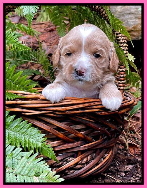 Millie Rebel pups 3 weeks old 61