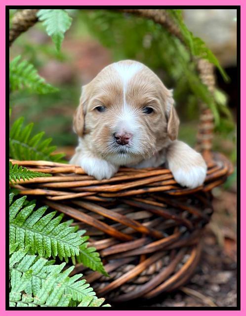 Millie Rebel pups 3 weeks old 91