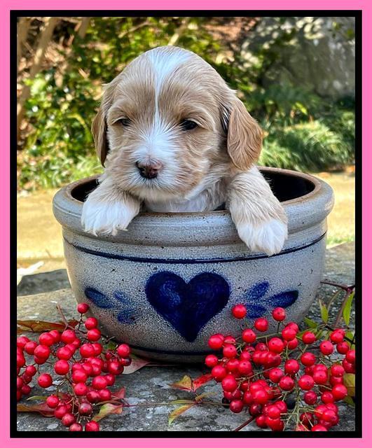 Millie Rebel pups 4 weeks old 41