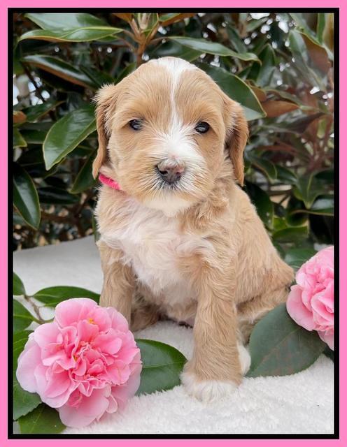 Millie Rebel pups 5 weeks old 101