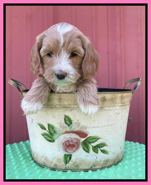 Millie Rebel pups 6 weeks old 81