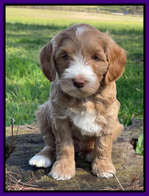 Millie REbel 7 week pics 101