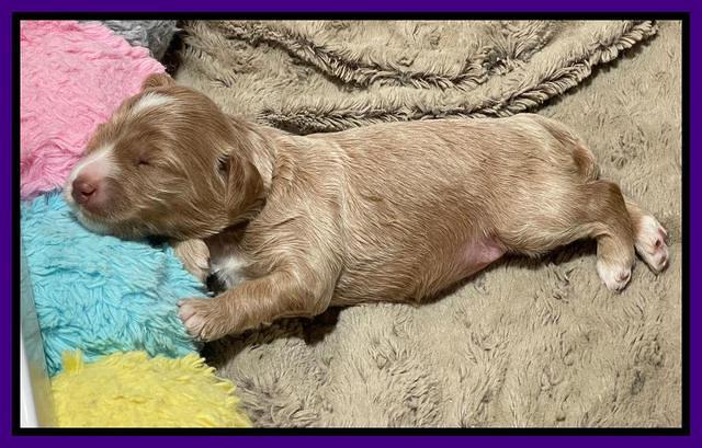 Millie Rebel pups 2 weeks old 101