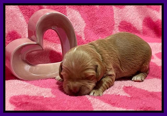 Millie Rebel pups 2 weeks old 91
