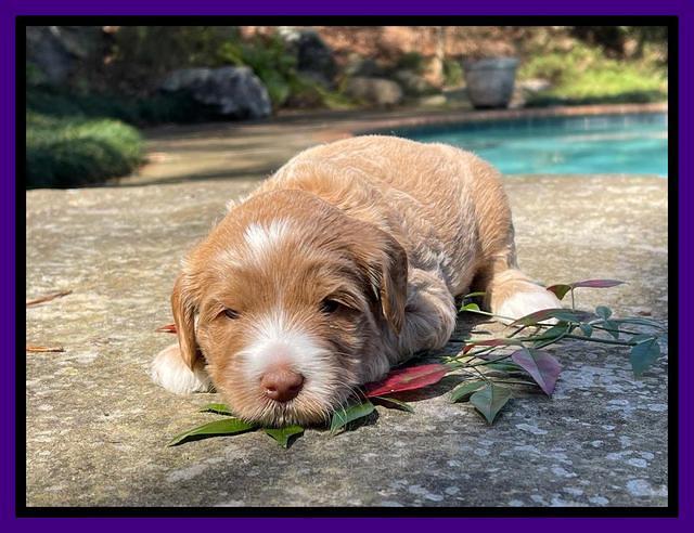 Millie Rebel pups 4 weeks old 131