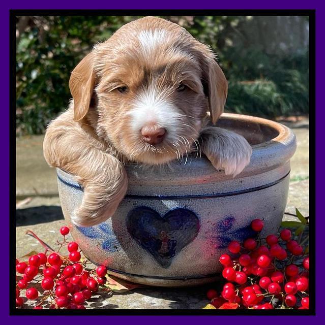 Millie Rebel pups 4 weeks old 141