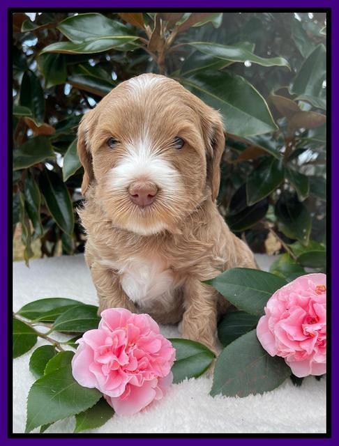 Millie Rebel pups 5 weeks old 121