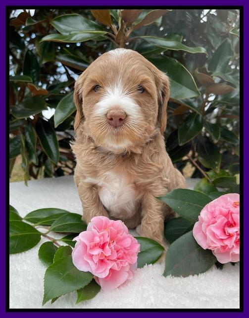 Millie Rebel pups 5 weeks old 131