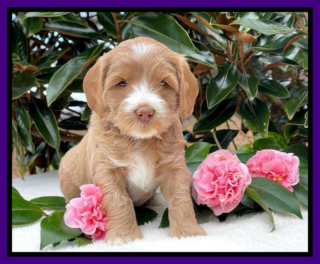 Millie Rebel pups 5 weeks old 151