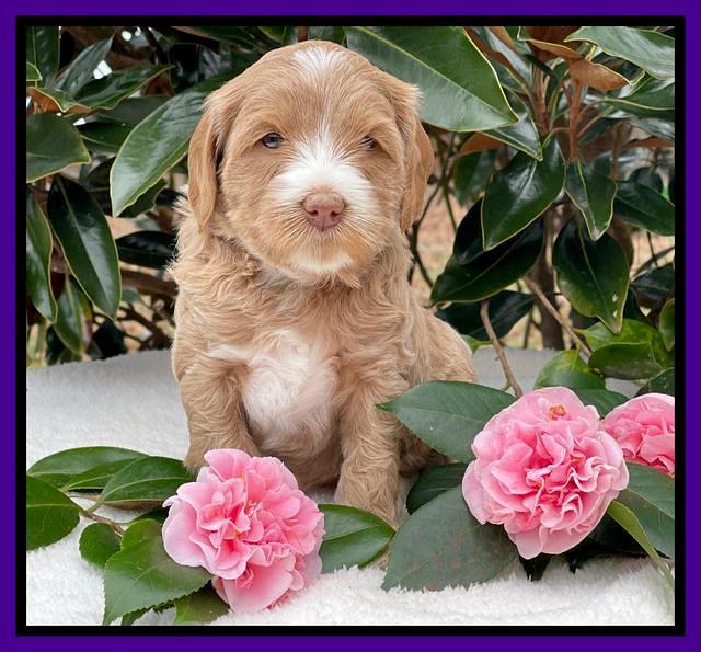 Millie Rebel pups 5 weeks old 161