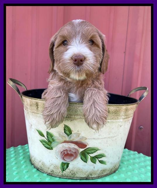 Millie Rebel pups 6 weeks old 111