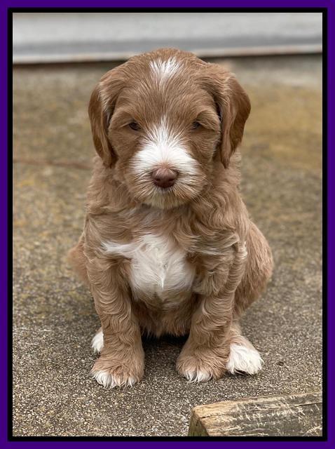 Millie Rebel pups 6 weeks old 121