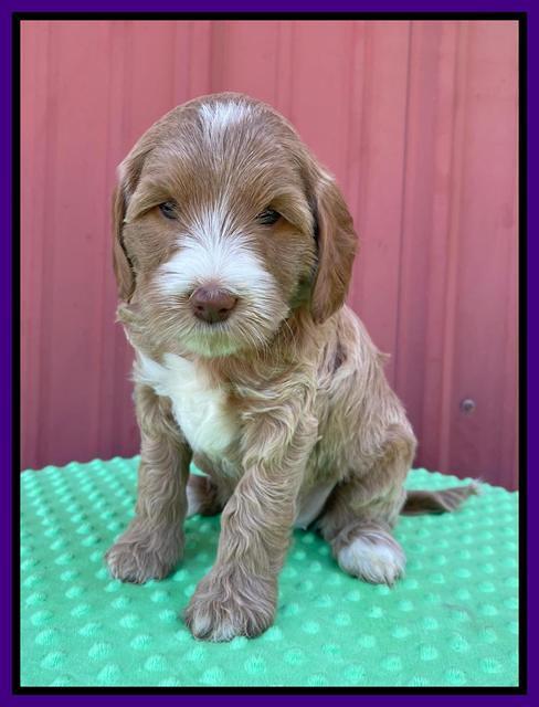 Millie Rebel pups 6 weeks old 131