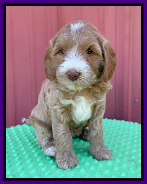 Millie Rebel pups 6 weeks old 141